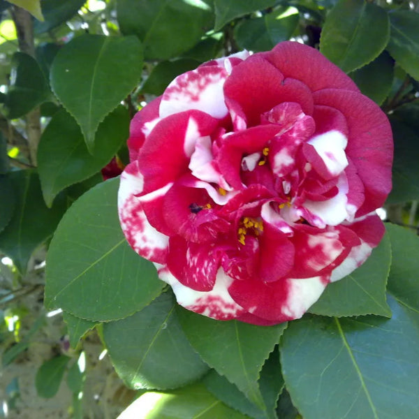 Erstwilder - Classic Camellia Brooch (Jocelyn Proust) (2025) - 20th Century Artifacts