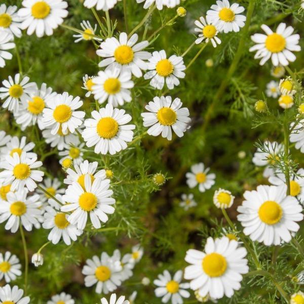 Erstwilder - Country Chamomile Brooch (2021) - 20th Century Artifacts