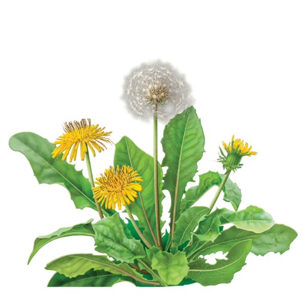 Erstwilder - Dandelion's Ballad Brooch (imperfect) - 20th Century Artifacts