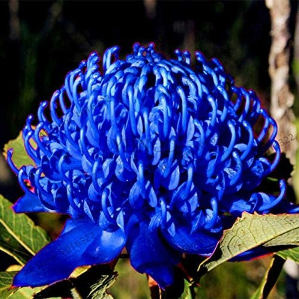 Erstwilder - Mythical Blue Waratah Brooch (Jocelyn Proust) (2022) - 20th Century Artifacts
