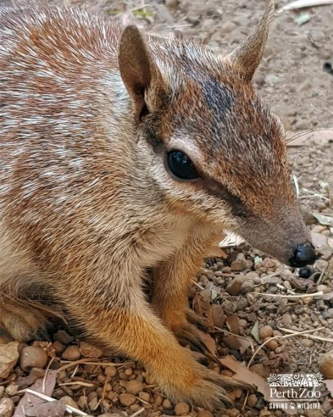 Erstwilder - The Notorious Numbat Brooch (Pete Cromer) (2021) - 20th Century Artifacts