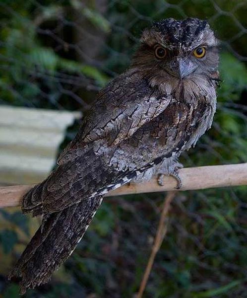 Erstwilder - Thorny Tawny Frogmouth Owl Brooch (2015) - 20th Century Artifacts