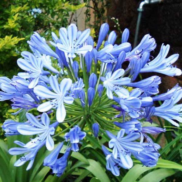 Erstwilder - Abundant Agapanthus Brooch (Jocelyn Proust) (2025) - 20th Century Artifacts