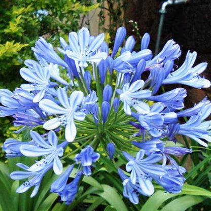 Erstwilder - Abundant Agapanthus Brooch (Jocelyn Proust) (2025) - 20th Century Artifacts