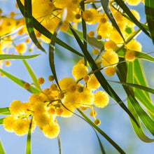 Load image into Gallery viewer, Erstwilder - Acacia in Gold Wattle Brooch (Jocelyn Proust) (2023) - 20th Century Artifacts