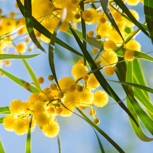 Erstwilder - Acacia in Gold Wattle Brooch (Jocelyn Proust) (2023) - 20th Century Artifacts