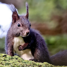 Load image into Gallery viewer, Erstwilder - Bellisimo Black Squirrel Brooch - 20th Century Artifacts