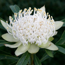 Load image into Gallery viewer, Erstwilder - Bridal Gown Botanical White Waratah Brooch (Jocelyn Proust) - 20th Century Artifacts