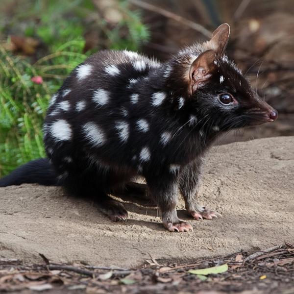 Erstwilder - Eastern Quoll Brooch - 20th Century Artifacts