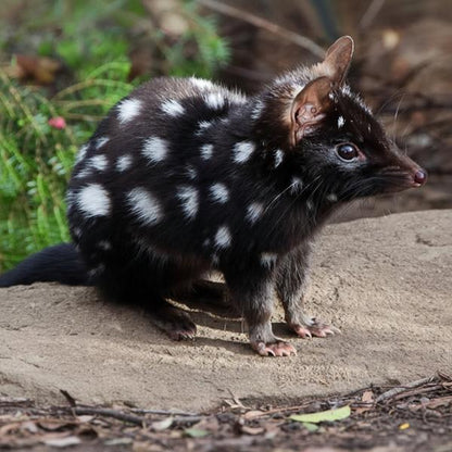 Erstwilder - Eastern Quoll Brooch - 20th Century Artifacts