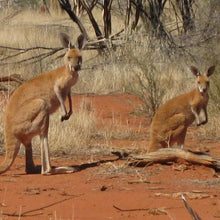 Load image into Gallery viewer, Erstwilder - Joy the Kangaroo Brooch - 20th Century Artifacts