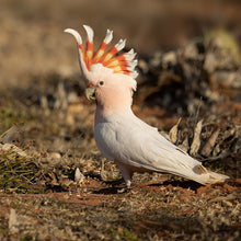 Load image into Gallery viewer, Erstwilder - Major Mitch Brooch (Jocelyn Proust) (2021) - 20th Century Artifacts