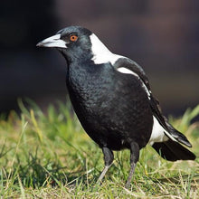 Load image into Gallery viewer, Erstwilder - Seasonal Songbird Magpie Brooch (2021) - 20th Century Artifacts