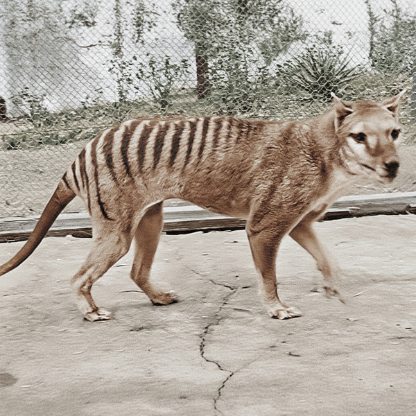 Erstwilder - The Truant Thylacine Brooch (2017) - 20th Century Artifacts