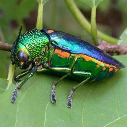 Erstwilder - A Jewel Among Beetles Brooch (Jocelyn Proust) (2022) - 20th Century Artifacts