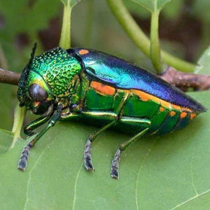 Erstwilder - A Jewel Among Beetles Brooch (Jocelyn Proust 2022) - 20th Century Artifacts