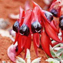 Load image into Gallery viewer, Erstwilder - A Moth Amongst the Desert Peas Necklace (Jocelyn Proust) - 20th Century Artifacts