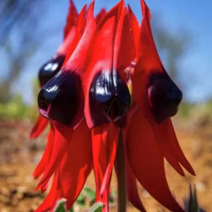 Erstwilder - A Pleasing Desert Pea Brooch (Jocelyn Proust) - 20th Century Artifacts