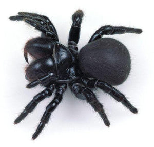 Erstwilder - Arachnid Adornments Spider Earrings (2020) - 20th Century Artifacts