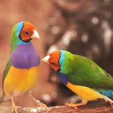 Load image into Gallery viewer, Erstwilder - As Good as Gould Brooch (Jocelyn Proust) (2021) - 20th Century Artifacts