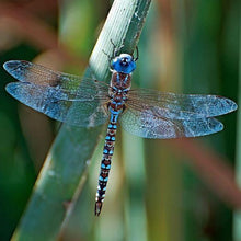 Load image into Gallery viewer, Erstwilder - As The Dragon Flies Dragonfly Brooch (2020) green - 20th Century Artifacts