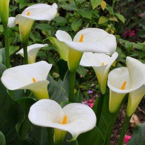 Erstwilder - Beauty Blooms Calla Lily Brooch (2019) white - 20th Century Artifacts