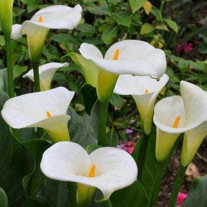 Erstwilder - Beauty Blooms Calla Lily Brooch (2019) white - 20th Century Artifacts