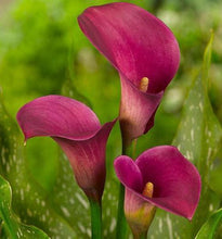 Load image into Gallery viewer, Erstwilder - Beauty Blooms Calla Lily Brooch (2020) pink - 20th Century Artifacts