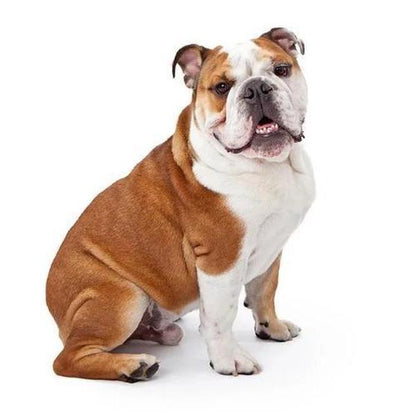 Erstwilder - Belle the Bulldog Brooch (2015) - 20th Century Artifacts
