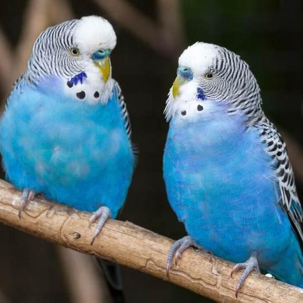 Erstwilder - Best Budgies Brooch (2017) - 20th Century Artifacts