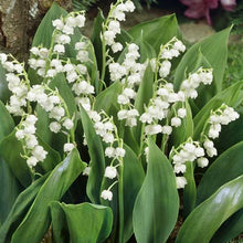 Load image into Gallery viewer, Erstwilder - Blooming Bells Lily of the Valley Brooch - 20th Century Artifacts
