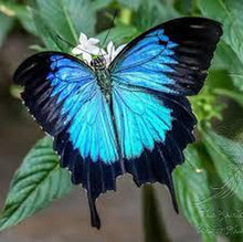 Load image into Gallery viewer, Erstwilder - Blue Emperor Butterfly Brooch (2020) - 20th Century Artifacts