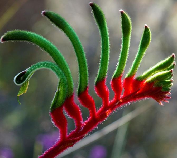 Erstwilder - Bouncing Botannical Kangaroo Paw Brooch (2018) - 20th Century Artifacts