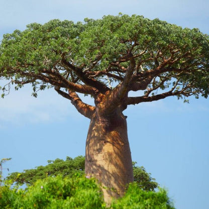 Erstwilder - Bulbous Baobab Tree Brooch (2018) - 20th Century Artifacts