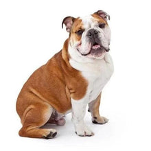 Load image into Gallery viewer, Erstwilder - Butch the Bulldog Brooch (2014) - 20th Century Artifacts