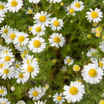 Erstwilder - Country Chamomile Brooch (2021) - 20th Century Artifacts