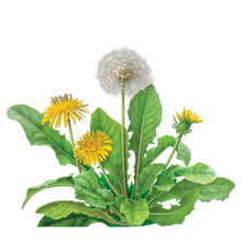 Load image into Gallery viewer, Erstwilder - Dandelion&#39;s Ballad Brooch - 20th Century Artifacts