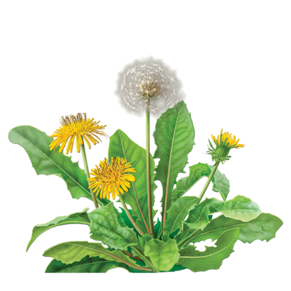 Erstwilder - Dandelion's Ballad Brooch (imperfect) - 20th Century Artifacts