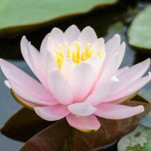 Load image into Gallery viewer, Erstwilder - Enlightened Waters Water Lily Brooch (2019) pink - 20th Century Artifacts