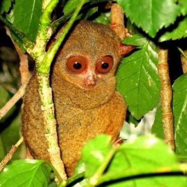 Erstwilder - Eyes Wide Open Tarsier Brooch (2019) - 20th Century Artifacts