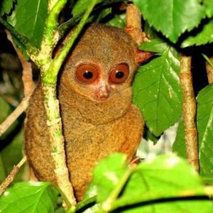Erstwilder - Eyes Wide Open Tarsier Brooch (2019) - 20th Century Artifacts