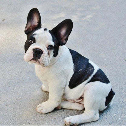Erstwilder - Fabian the French Bulldog Brooch - 20th Century Artifacts
