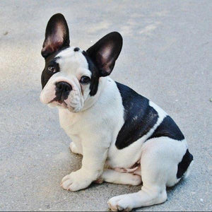 Erstwilder - Fabian the French Bulldog Brooch - 20th Century Artifacts
