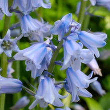Load image into Gallery viewer, Erstwilder - Favourite Flower Bluebells Brooch - 20th Century Artifacts