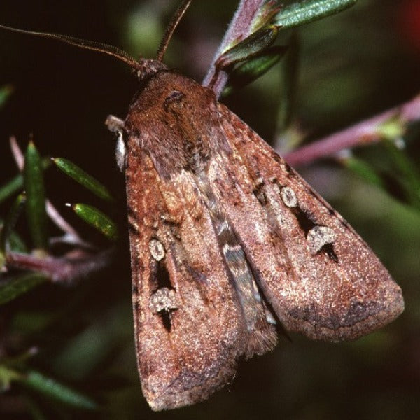 Erstwilder - Fluttering Bogong Moth Brooch (Jocelyn Proust) (2022) - 20th Century Artifacts