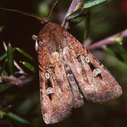 Erstwilder - Fluttering Bogong Moth Brooch (Jocelyn Proust) (2022) - 20th Century Artifacts