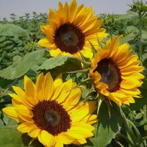 Erstwilder - Follow the Sun Sunflower Brooch (2019) - 20th Century Artifacts