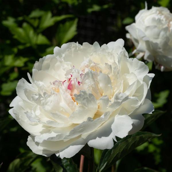 Erstwilder - Fortune Teller Peony Brooch (2021) - 20th Century Artifacts
