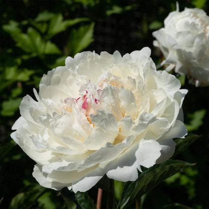 Erstwilder - Fortune Teller Peony Brooch (2021) - 20th Century Artifacts