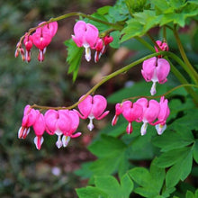 Load image into Gallery viewer, Erstwilder - Heart-to-Heart Bleeding Hearts Brooch - 20th Century Artifacts